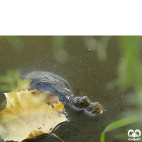 خانواده لاکپشت های برکه ای Emydidae